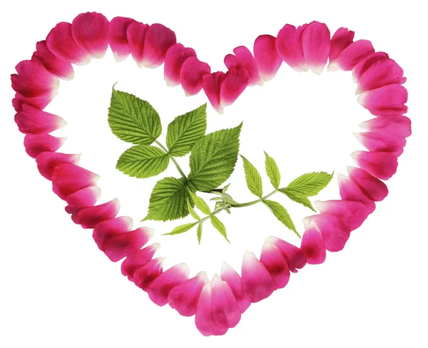 Зеленый росток в сердце из красных лепестков на белом фоне — стоковое фото