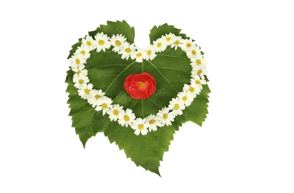 Corazón de manzanillas en hoja verde con una rosa roja sobre fondo blanco —  Fotos de Stock