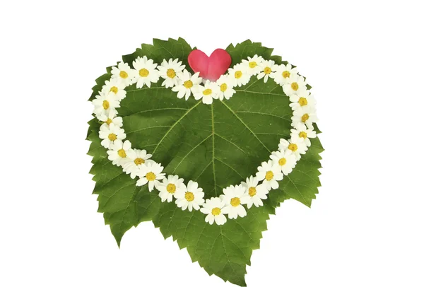 Corazón de manzanillas en hoja verde sobre fondo blanco — Foto de Stock