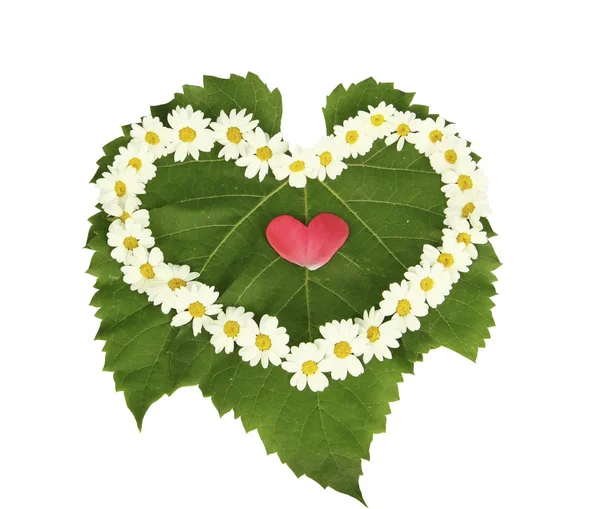 Сердце из ромашки на зеленом листе на белом фоне — стоковое фото