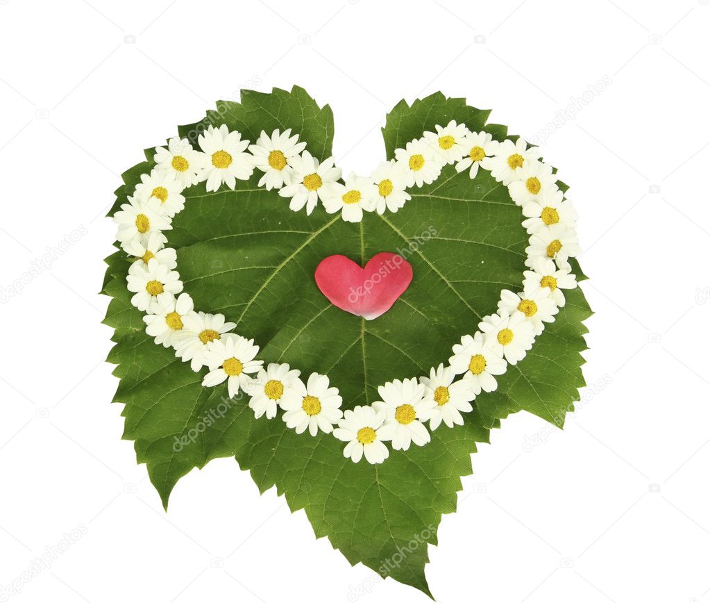 Heart from camomiles on green sheet on a white background