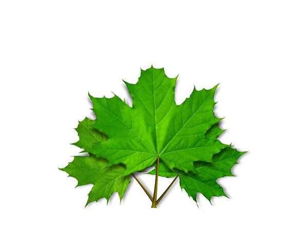 Gröna maple leafs — Stockfoto