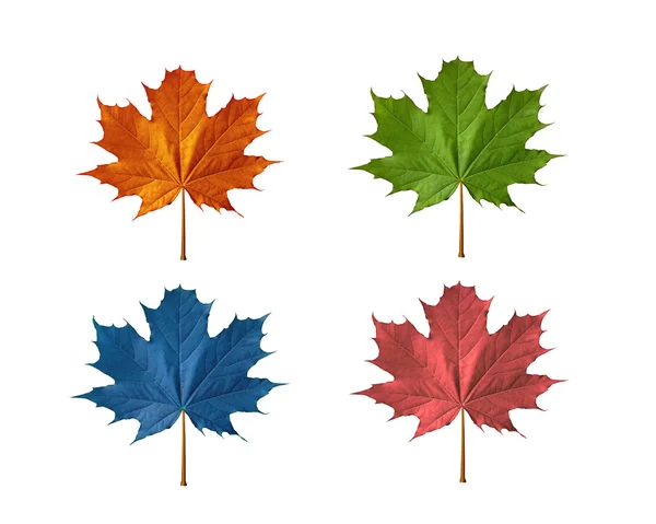 Maple leafs on different colors — Stock Photo, Image
