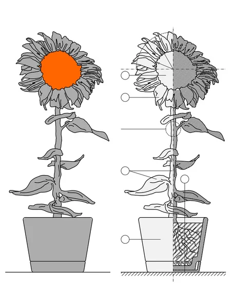 Květina modrotisk — Stockový vektor