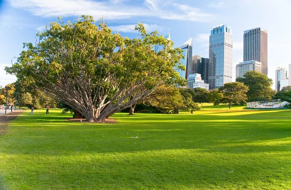 Sydney skyline — Stock Photo, Image