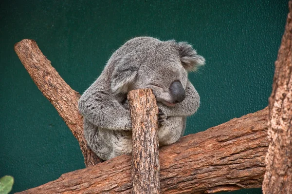 stock image The Koala