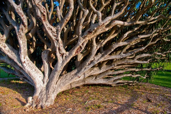Nakloněný strom — Stock fotografie