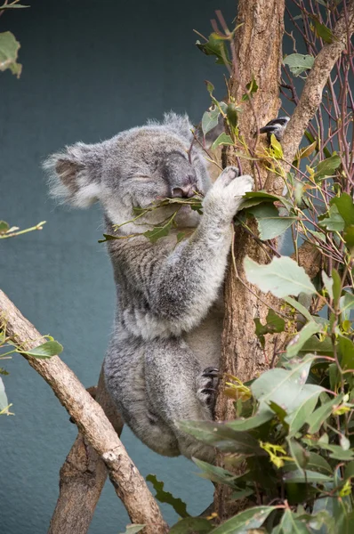 Grey Koala — Stock Photo, Image