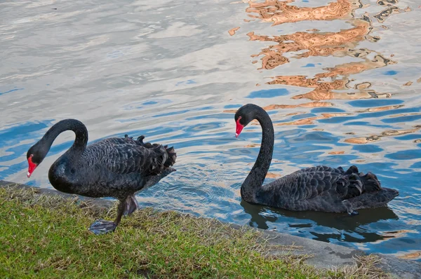 stock image Wild Ducks