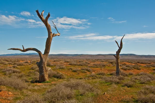Outback — Foto de Stock