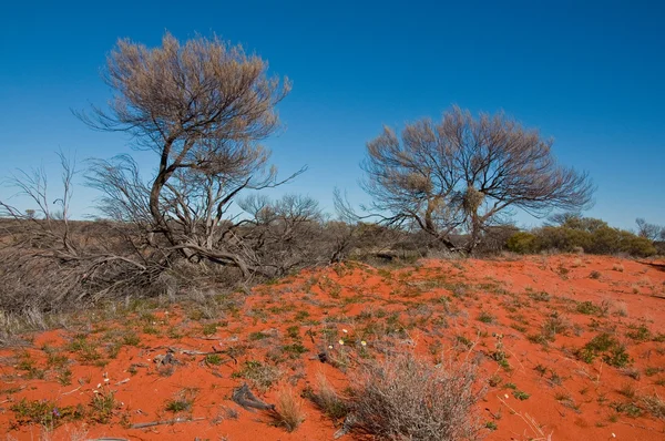 Outback — Fotografia de Stock
