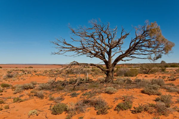 Outback — Φωτογραφία Αρχείου