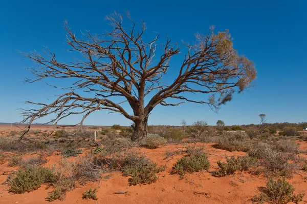 Outback — Stock Photo, Image