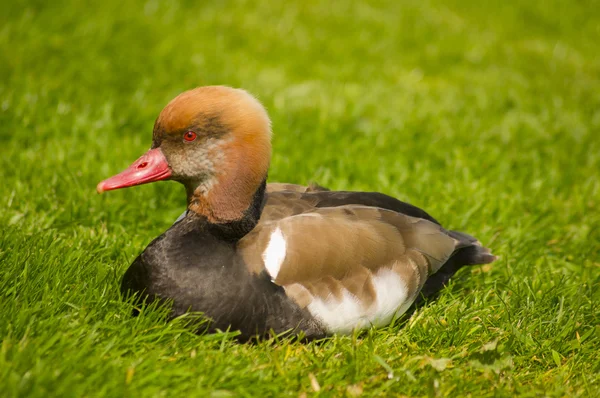 Red Headed Duck Sitting in the Grass