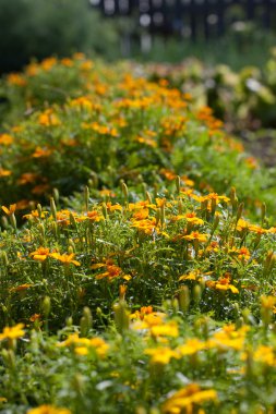 flowerbed bahçe çiçekleri