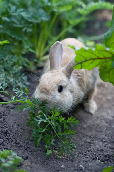 stock image Rabbit chewing leaf beet