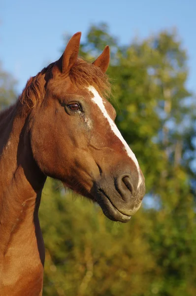 Horse's head — Stock Photo, Image
