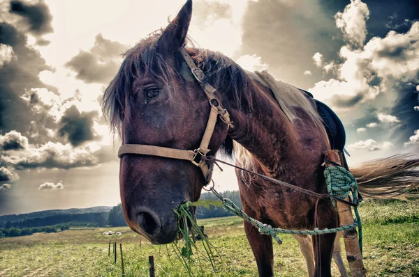 悲しい馬 — ストック写真