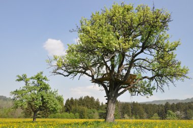 Blumenwiese mit Bäumen clipart