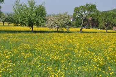 Blumenwiese mit Bäumen