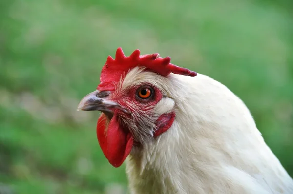 Razza pollo ritratto — Foto Stock