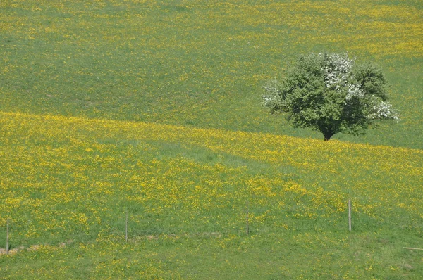 Blumenwiese mit Baum