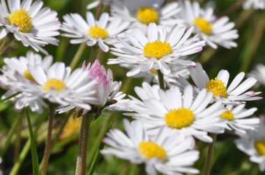 Papatya - bellis lerdeki