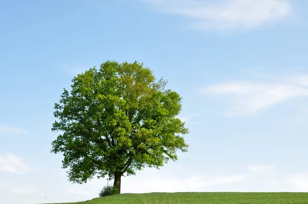 Baum am Horizont — Stockfoto
