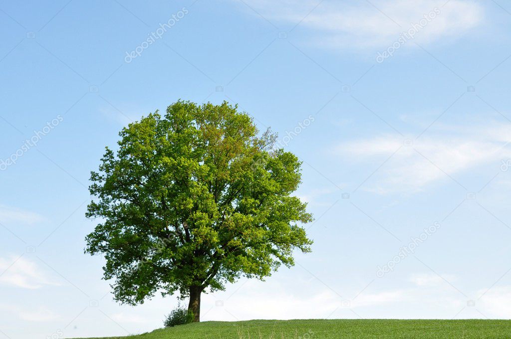 Baum am Horizont