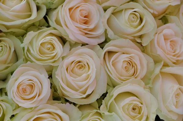 stock image White roses