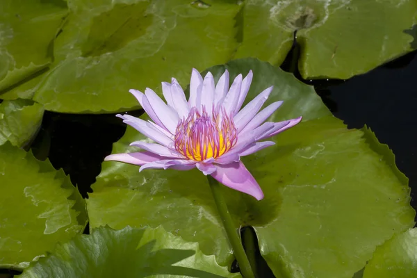 stock image Lotus in the lake.