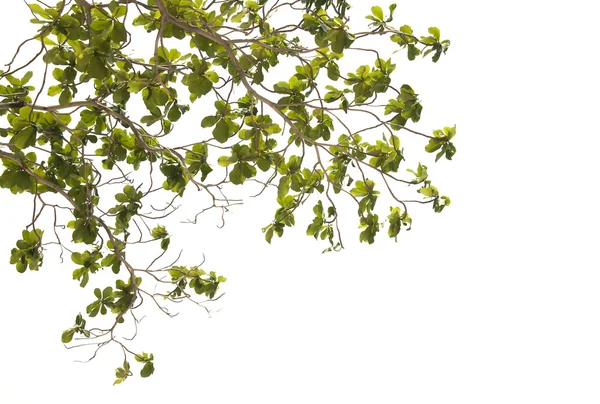 stock image Branches and leaves on a white background.