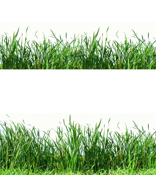 Дизайн травы Стоковое Изображение
