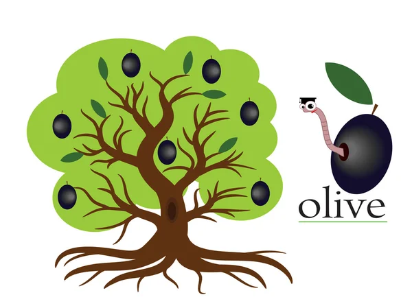 Olivovník — Stockový vektor