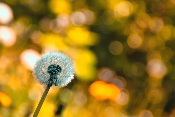 stock image Dandelion