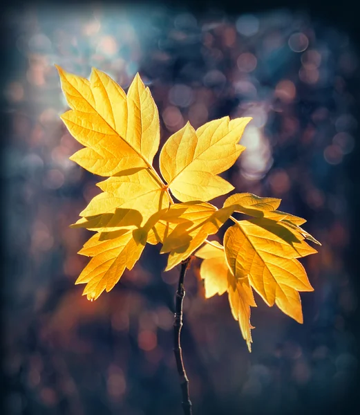 Листья — стоковое фото