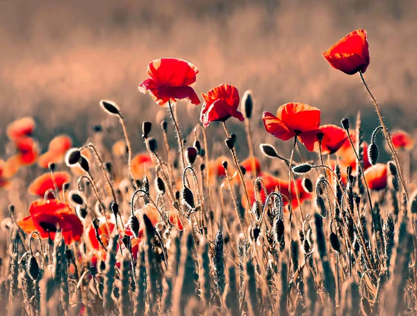 stock image Flowers