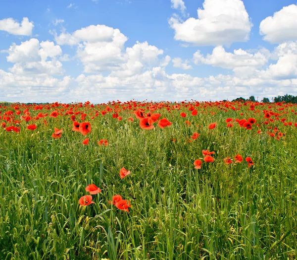 Poppy field — Stock Photo, Image
