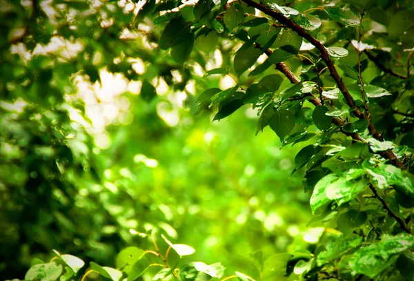 stock image Leaves