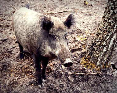 Wild boar clipart