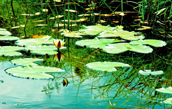 Stock image Nature