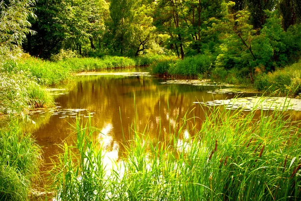 stock image Summer sunny landscape