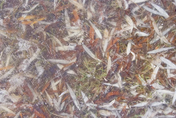 Weidenblätter im Eis eingefroren. — Stockfoto
