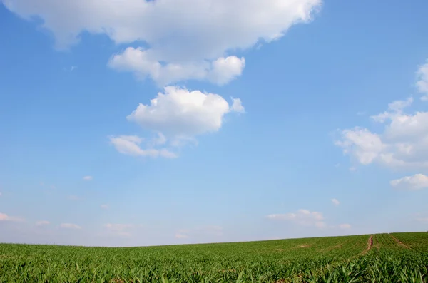Tarım yeşil alanlar ve mavi gökyüzü. — Stok fotoğraf