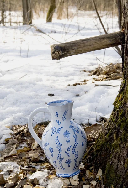 Collecting birch sap to ceramic pither — Stock Photo, Image