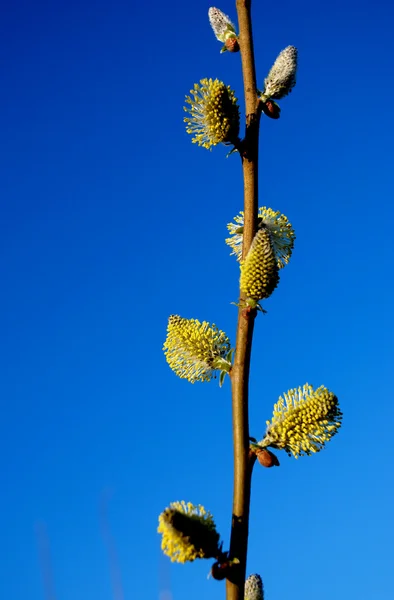 봄 나무. — 스톡 사진