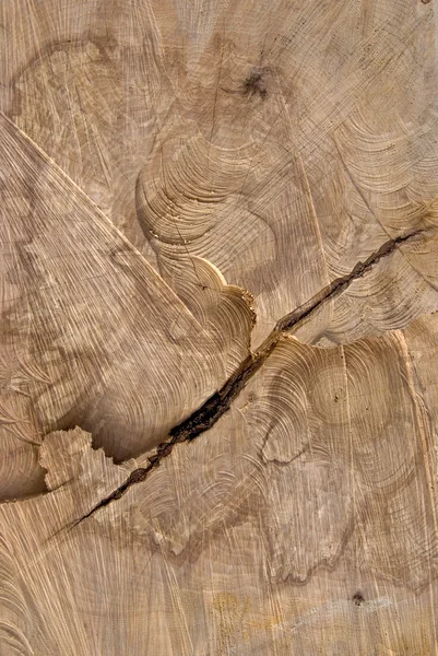 Seção tronco de madeira truncada . — Fotografia de Stock