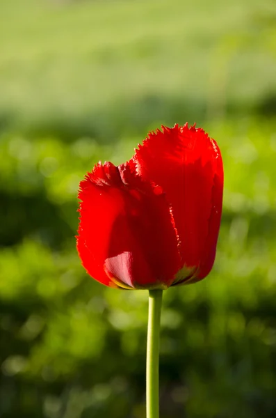 Rote Tulpenblüte. — Stockfoto