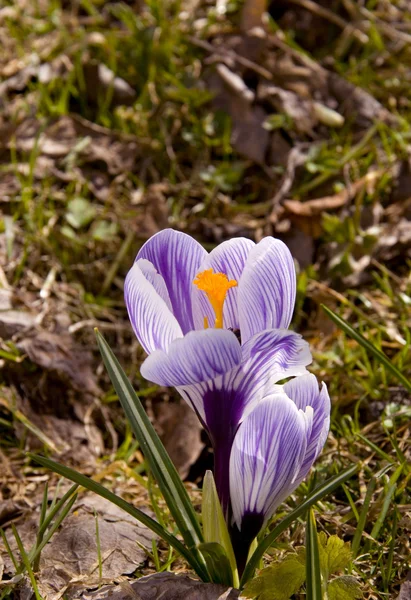 Vroege voorjaar bloem bloeien. — Stockfoto
