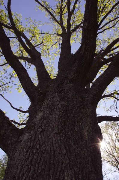 早春の百寿者の樫の枝. — ストック写真